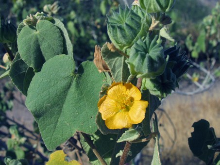  Abutilon palmeri 