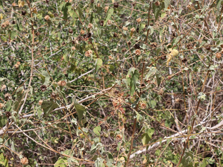  Abutilon palmeri 