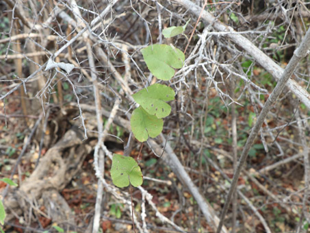 Coralvine