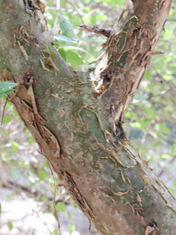 Bursera microphylla