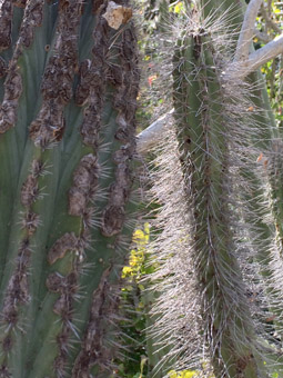 Cylindropuntia cholla