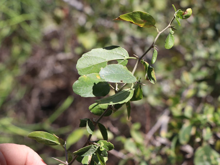  Unknown plant 