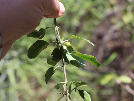  Unknown plant 