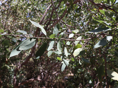 Karwinskia humboldtiana