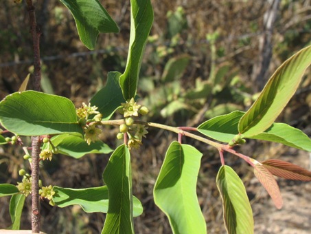 Karwinskia humboldtiana