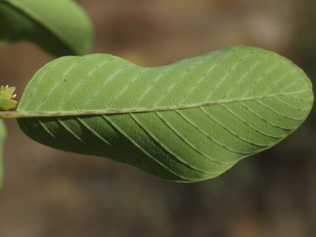 Karwinskia humboldtiana