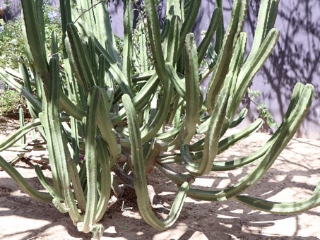 Lophocereus schottii var. australis