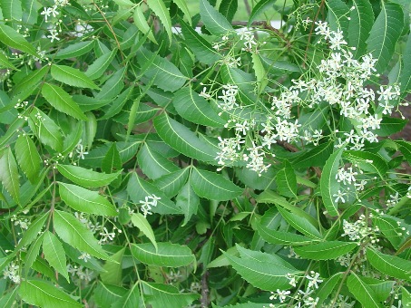 Neem tree 