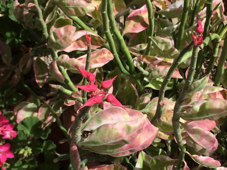  Pedilanthus tithymaloides 