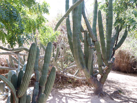 Lophocereus schottii var. australis