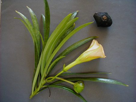 thevetia peruviana flower and fruit