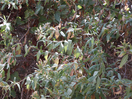 Trixis californica var. peninsularis