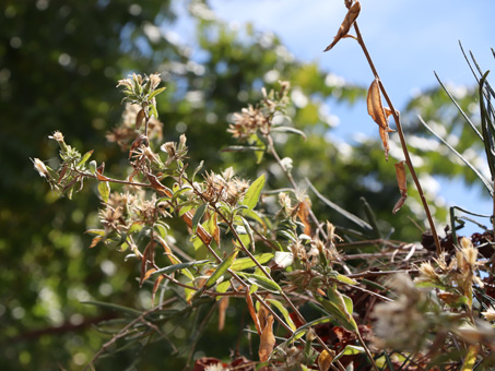 Trixis californica var. peninsularis 