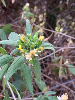 Trixis californica var. peninsularis 