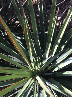 Yucca valida blossoms