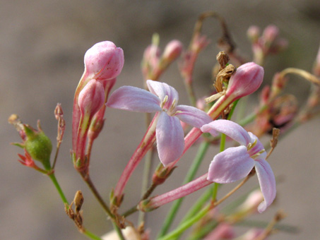 Stenotis brevipes