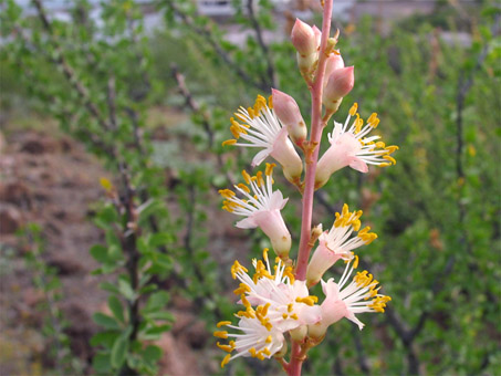 Fouquieria burragei