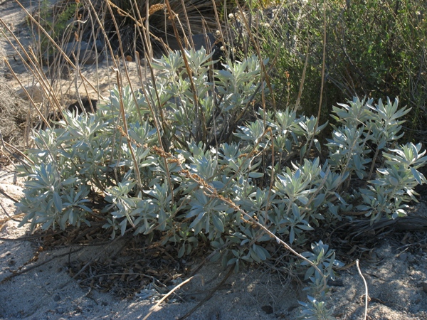 Salvia apiana, White sage