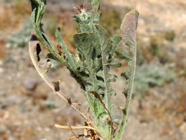 Centaurea melitensis, Maltese Star Thistle