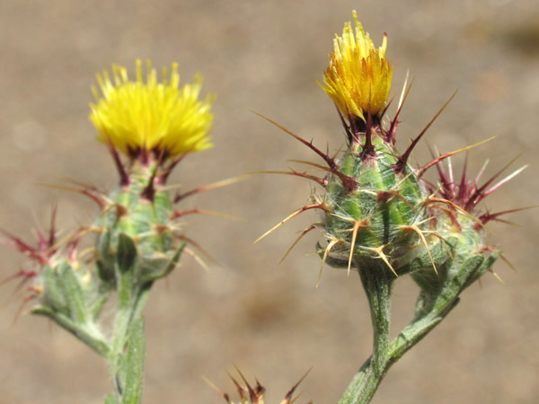 Flores de Centaurea melitensis, Maltese Star thistle