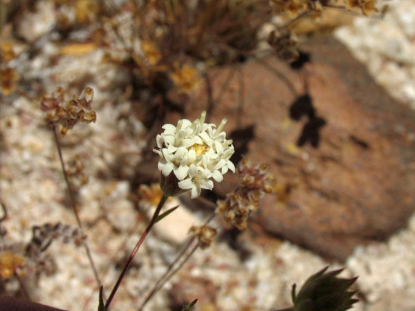 Chaenactis carphoclinia var. carphoclinia