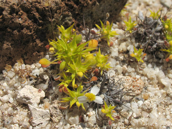 Chorizanthe rigida, Devil's spineflower