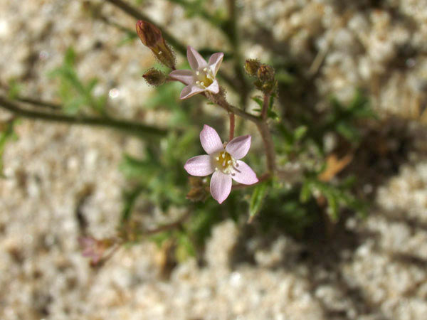 Gilia minor, Little gilia