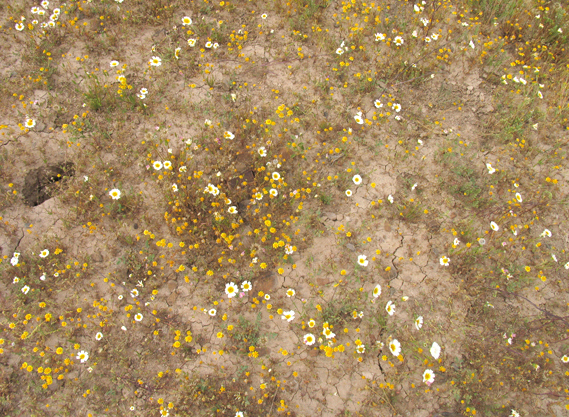 Layia platyglossa var. campestris, Tidytips