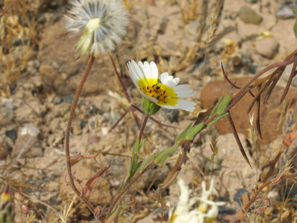 Layia platyglossa var. campestris, Tidytips