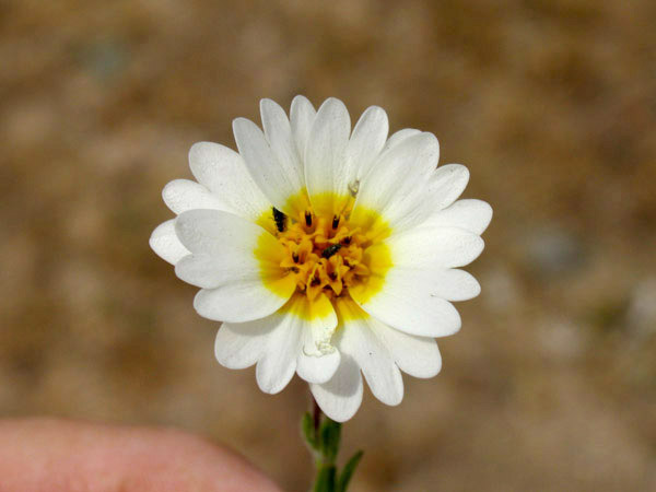 Layia platyglossa var. campestris, Tidytips