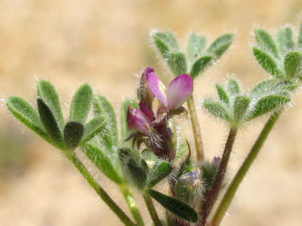 Lupinus concinnus