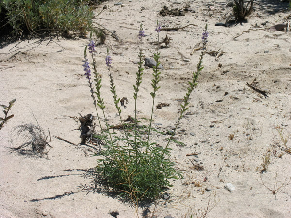 Lupinus excubitus var. austromontanus