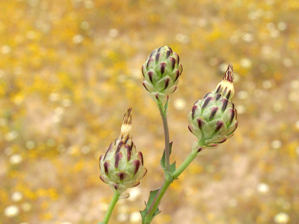 Malacothrix coulteri