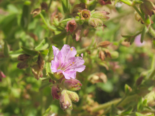 Mirablis laevis var. crassifolia