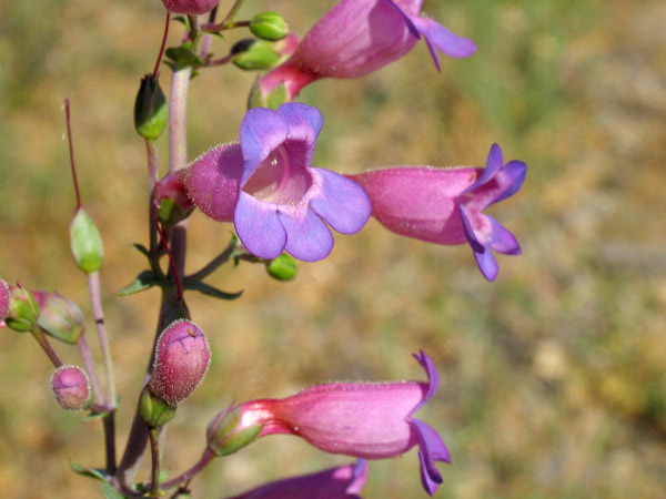 Showy penstemon