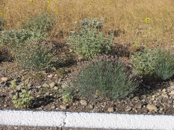 Porophyllum gracile, Odoro