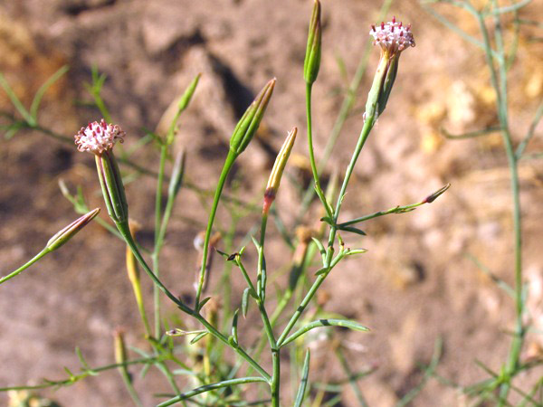 Porophyllum gracile