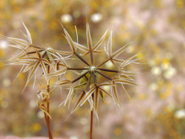 Uropappus lindleyi, Silver puffs