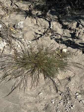 Aristida adscensionis plant