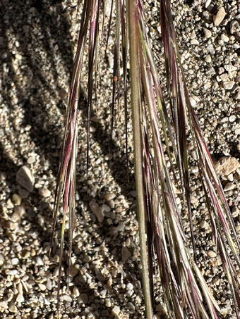 Aristida adscensionis inflorescences