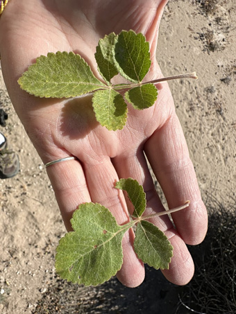 Leaf of Red Elephant Tree