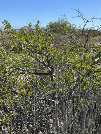 Leaves of Little-leaf Elephant Tree