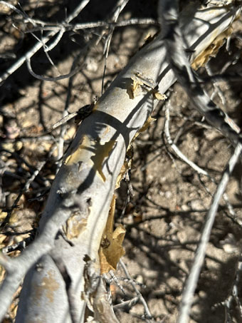 Peeling bark of Little-leaf Elephant Tree