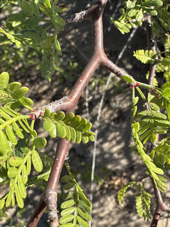 Little-leaf Elephant Tree