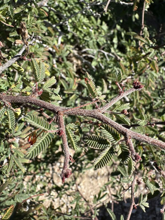 Pink Fairyduster stems and leaves