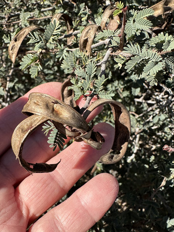 Pink Fairyduster seed pods