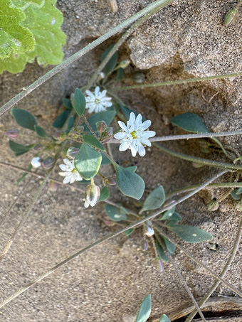 Thick-leaf Drymary with flowers