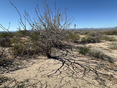 Upright Tree ocotillo