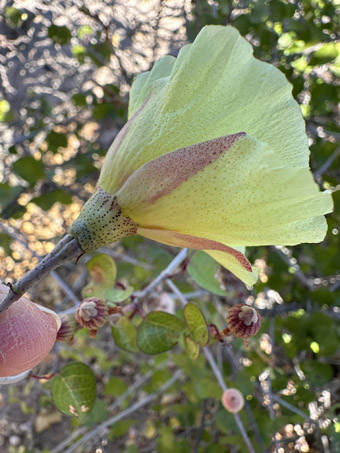 San Marcos Cotton