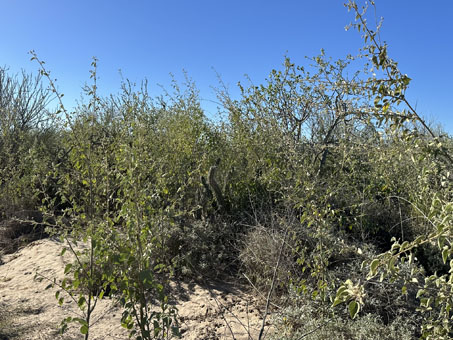 dense scrub